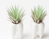 Set Of Two Teeth Ceramic Planters, Succulent Planter Pots, Dentist Gifts, Teeth Flower Plant Containers, Tooth Planter, Tooth Fairy Planters