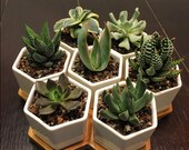 7 Hexagon Ceramic Planters With Bamboo Tray, Geometric Planters, Ceramic Succulents Pot Sets, Planter Pots, Flowerpots with Bamboo Tray