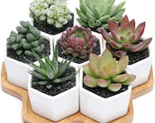 7 Hexagon Ceramic Planters With Bamboo Tray, Geometric Planters, Ceramic Succulents Pot Sets, Planter Pots, Flowerpots with Bamboo Tray