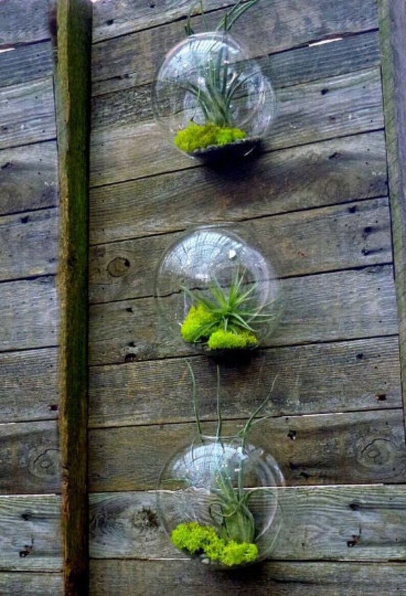 Set of 3 Bubble Terrariums Glass Wall Mounted Vase Etsy