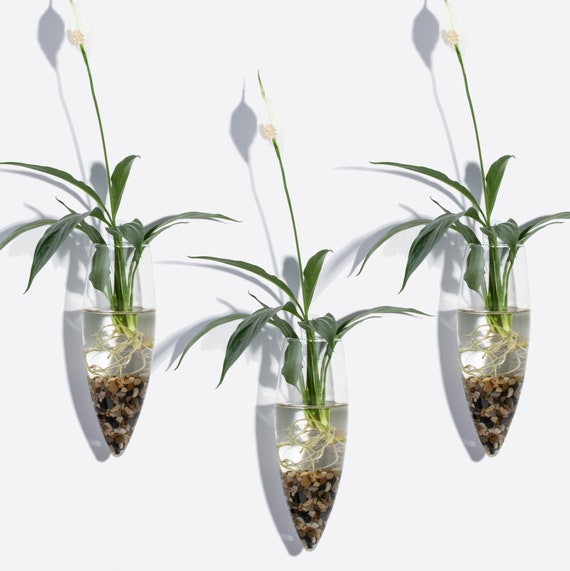 Pack Of 3 Oval Glass Wall Vases Shape Geometric Terrariums Mounted Vase Indoor Mount Water Plant Flower