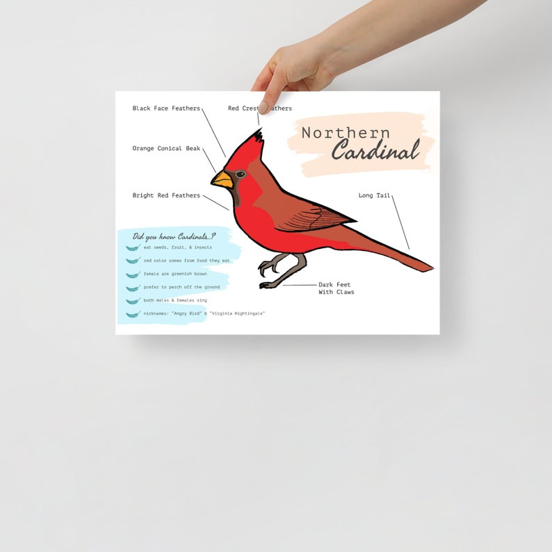 NORTHERN CARDINAL FUN FACTS visual data 4