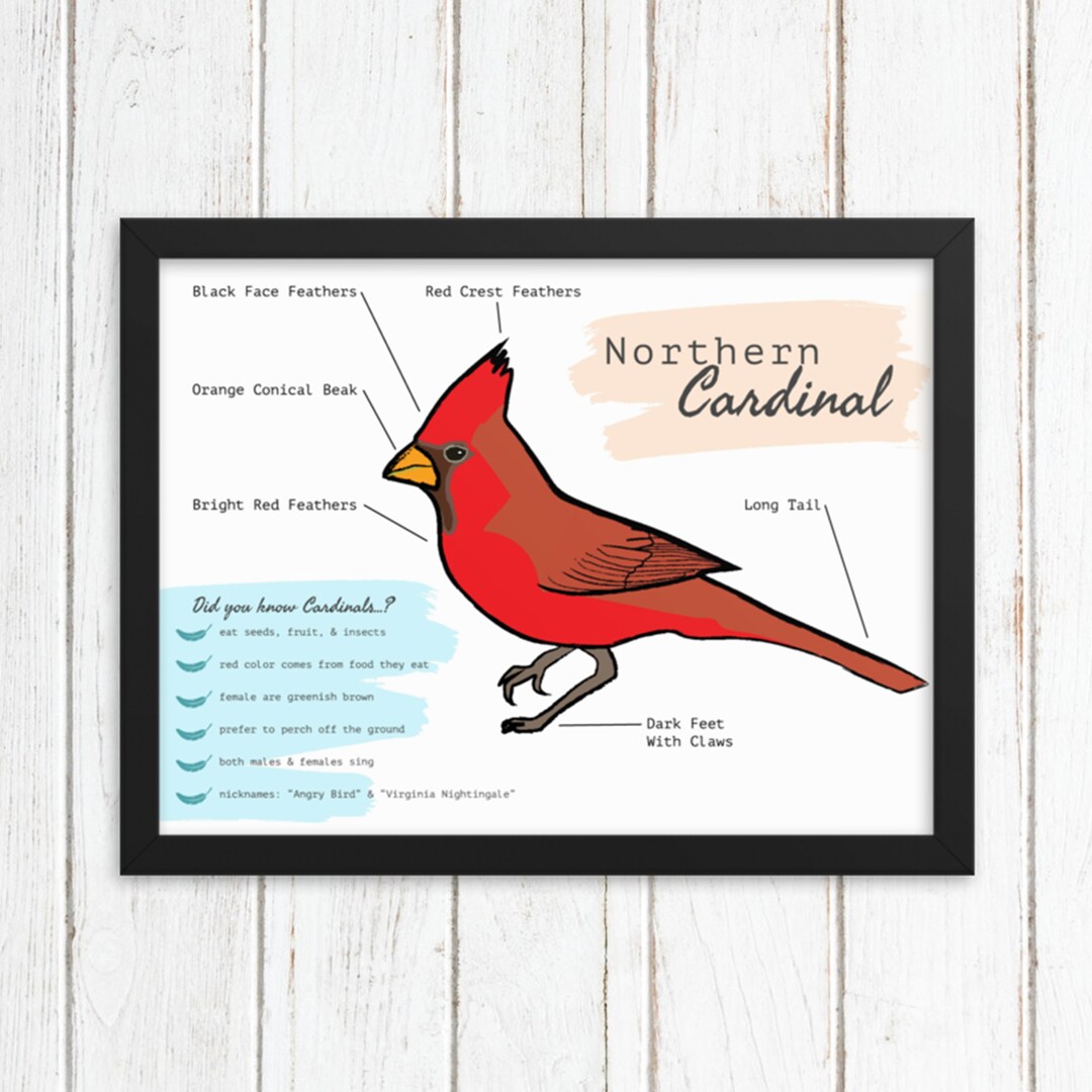 NORTHERN CARDINAL FUN FACTS visual data 3