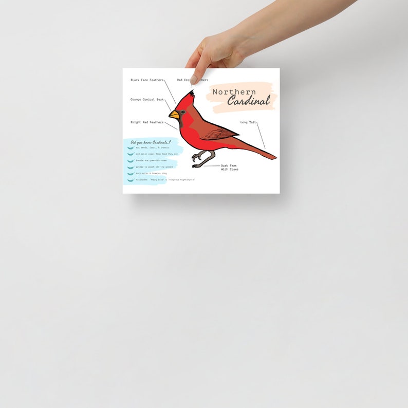 10 FUN FACTS ABOUT THE NORTHERN CARDINAL visual data 3