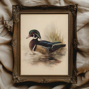 Wood Duck Print: Vintage Hunting Wall Art for Cabin Decor