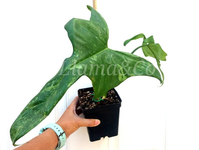 Variegated Philodendron Violin Plant Rare philodendron plant For Grow From Thai