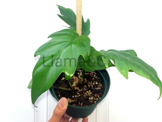 Organic Philodendron Tahiti Live Philodendron Plant Rare Etsy