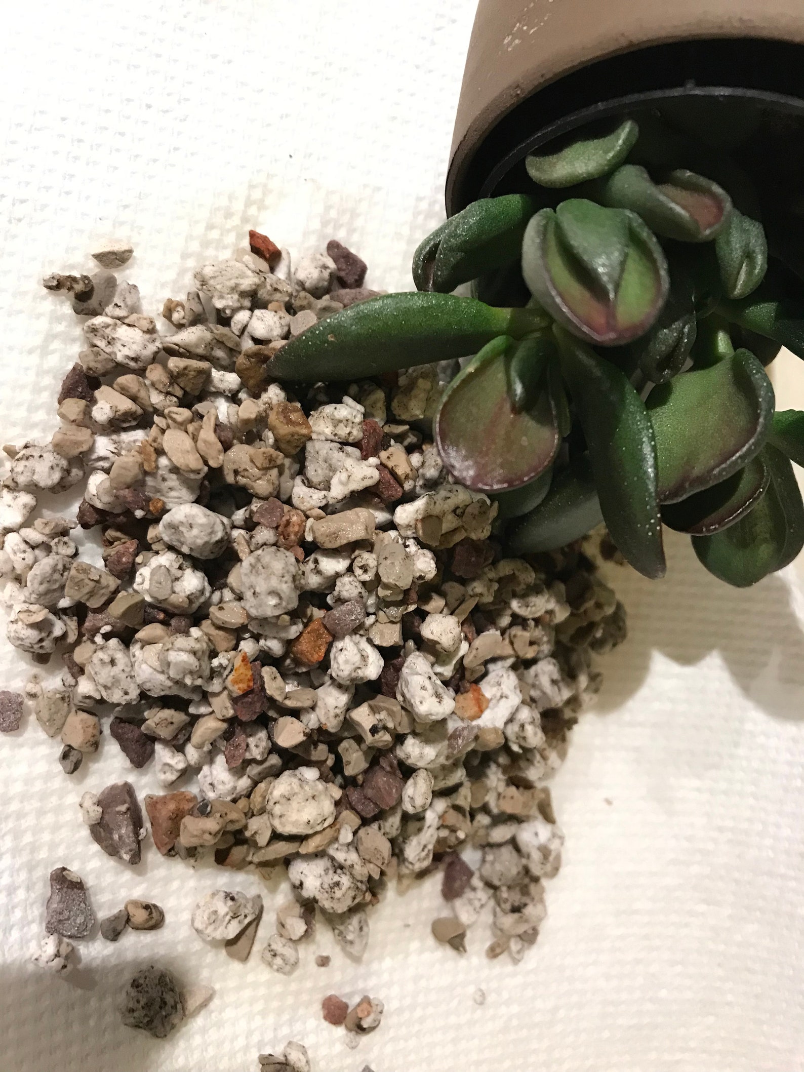 Jade Plant Potting Mix Potting Soil Gardening Tool Garden Etsy