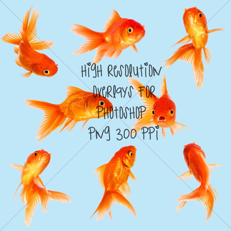 PHOTOSHOP DIGITAL OVERLAYS Gold Fish Overlays for Photoshop - Etsy