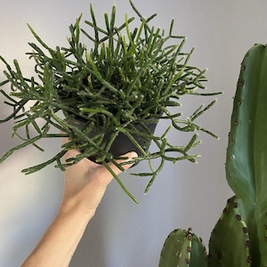 Rhipsalis Pilocarpa 6” pot Mistletoe Cactus Epiphyte Succulent