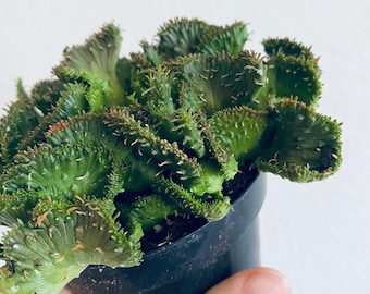 Rare // Euphorbia Flanagani Crest