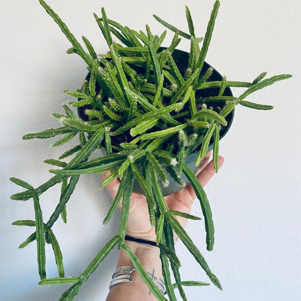 Rare // Rhipsalis Sulcata, 6” hanging pot, EXACT PLANT