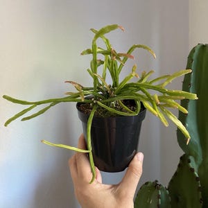 RARE Rhipsalis Sulcata 4” pot Mistletoe Cactus Epiphyte Succulent