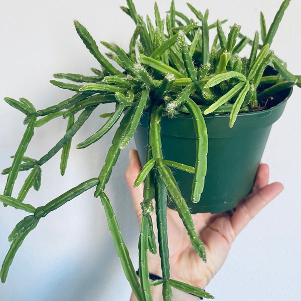 Rare // Rhipsalis Sulcata