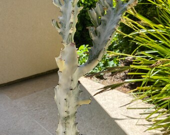 Rare // Euphorbia Lactea ‘White Ghost,’ dragon bones