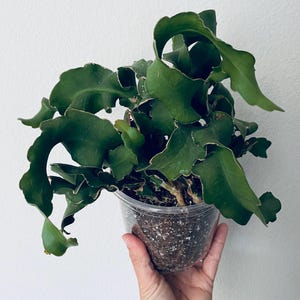Epiphyllum guatemalense f. monstrose ‘Curly Sue’ 5” pot