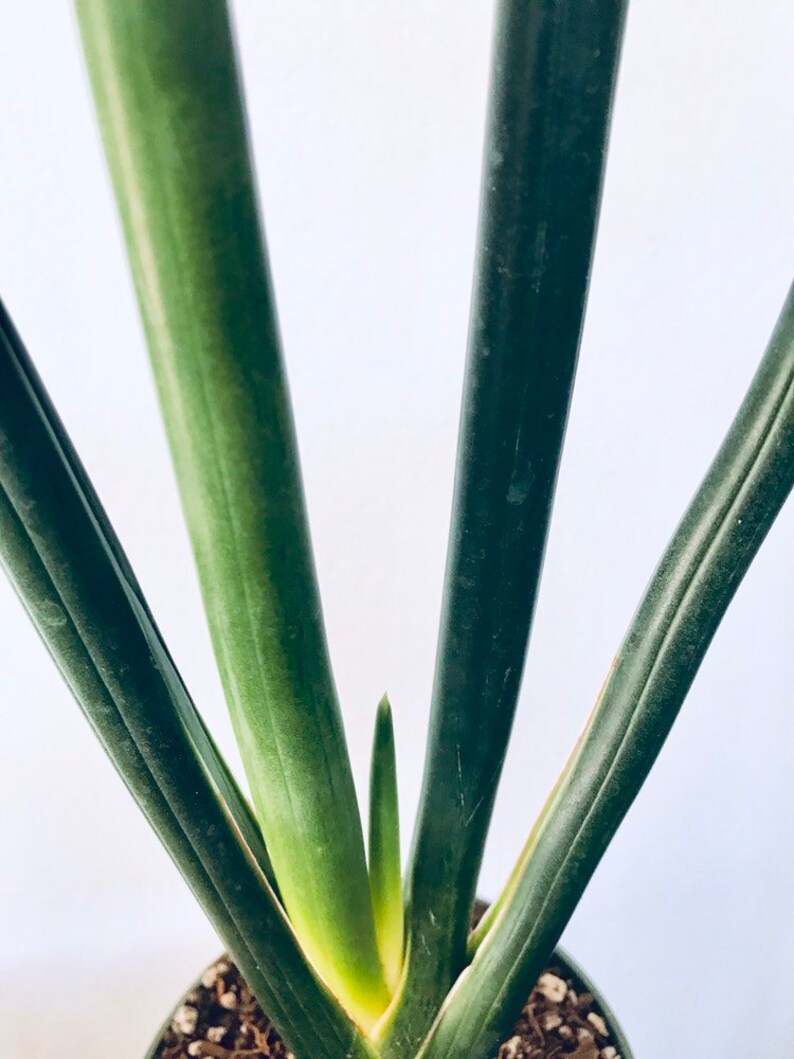6 live plant SUPER RARE Sansevieria Schweinfurthii