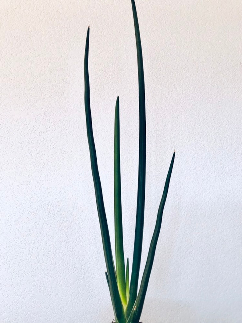 6 live plant SUPER RARE Sansevieria Schweinfurthii