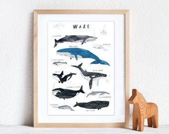 Wale | Giclée Print DinA3, Plakat, Druck, Kunstdruck, Art Print, Tierposter, Wale, Whale, Kinder, Eltern, Tiere, Meer, Ocean, Narwal, Beluga