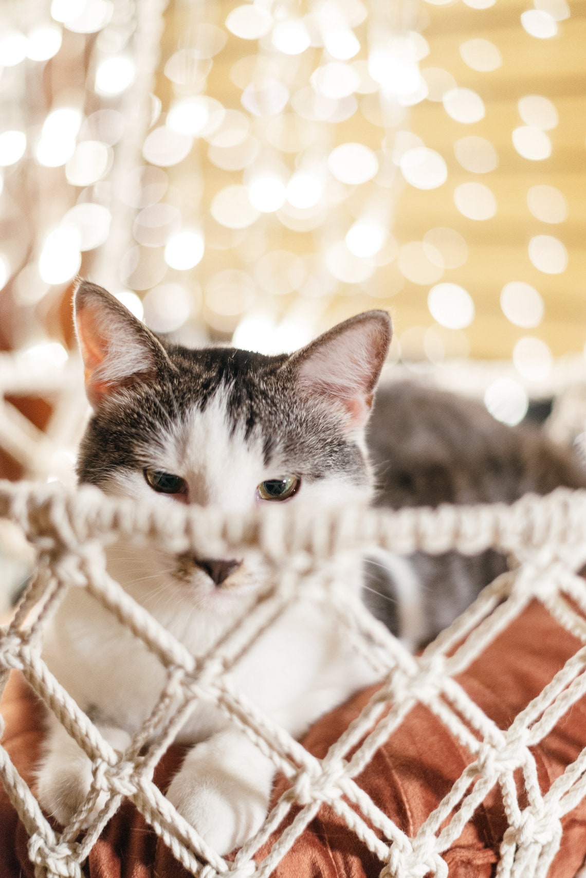 Amaca Per Gatto YIQI Da Finestra 55x32 Cm - Con Ventose, Letto Sospeso Per Animali, Capacit&agrave; 15 Kg