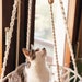 Macrame PATTERN - Written PDF and Knot Guide, Diy Macrame Cat Hammock ...