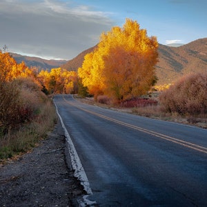 Fall Fine Art Print/Orange Colored Trees/Fall Landscape Wall Art/Blue Sky/Country Road In New Mexico