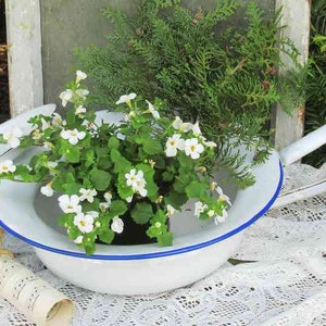 May include: White enamelware basin with a blue rim, used as a planter for a white flowering plant. The basin has a handle and a matching lid.