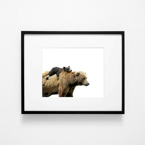 May include: A brown bear with a smaller brown bear cub riding on its back. The bears are walking to the right, against a white background.