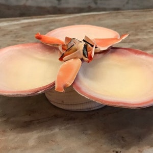 Seashell 3 compartment Dish, Real, Handmade