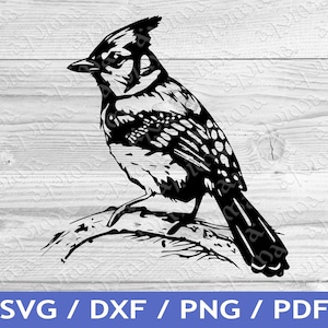 Blue Jay SVG Cut Out / Blue Jay T-Shirt Design / Blue Jay Vector / Laser File / Sublimation Print / SVG Stencil / Commercial Rights