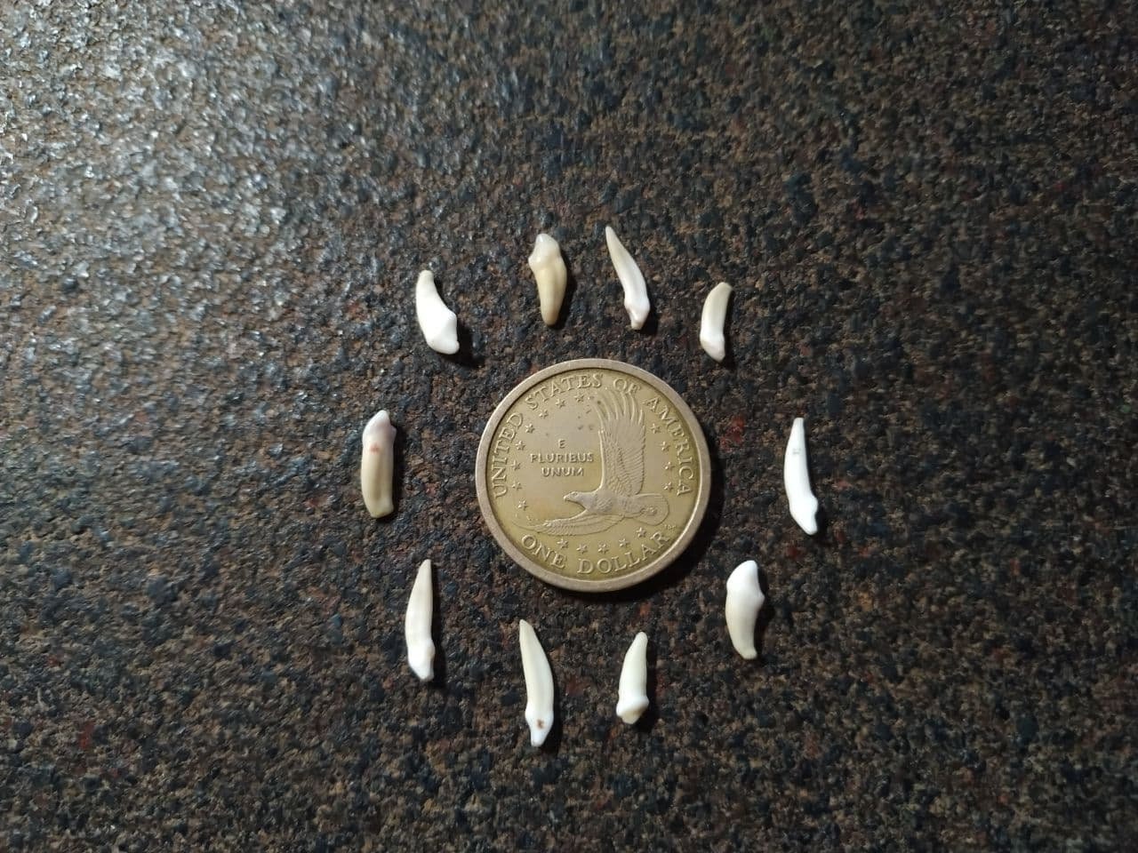 Fox Front Teeth Set 10 pieces To create necklaces Etsy