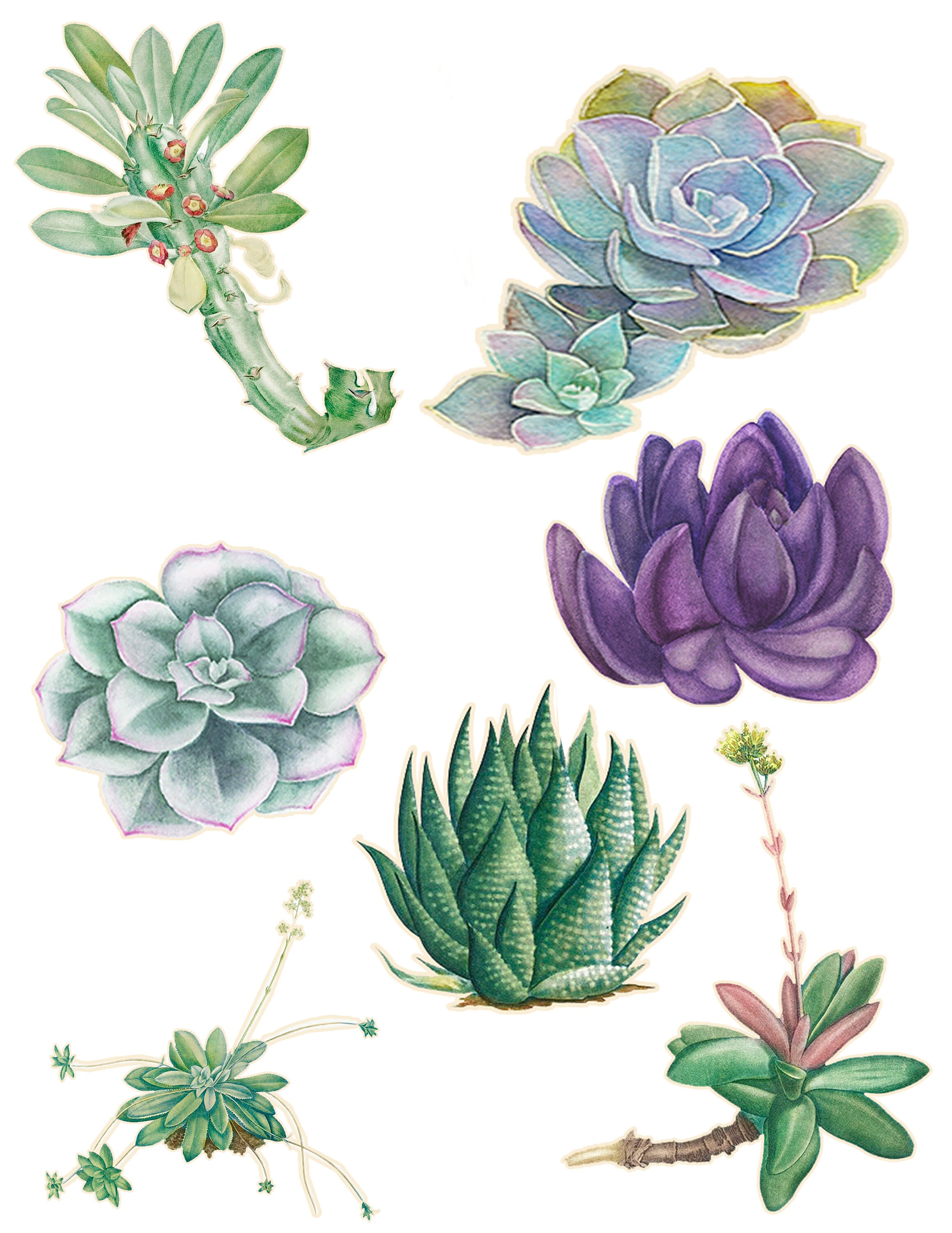 23 Printable Succulent Images | Digital Collage Sheets | Instant ...