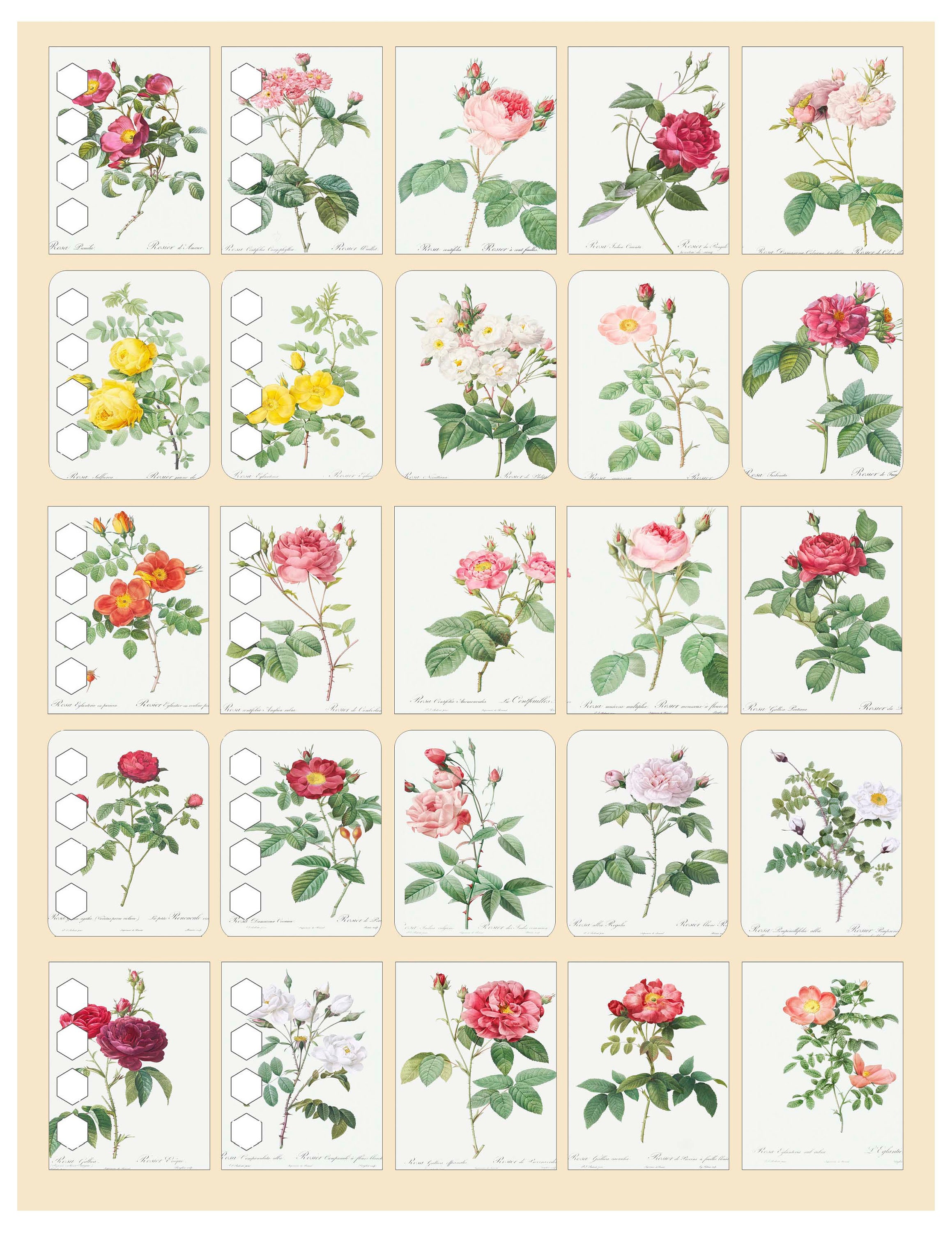 25 Printable Rose Sticker Images 2 Color Schemes Digital | Etsy