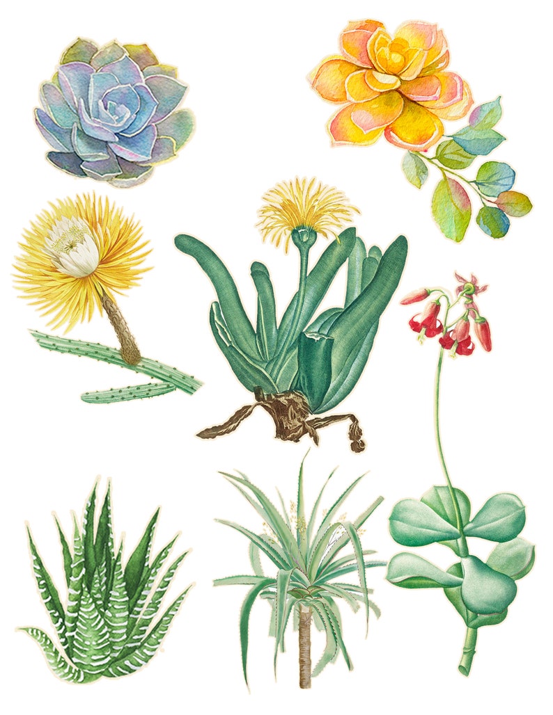23 Printable Succulent Images | Digital Collage Sheets | Instant ...