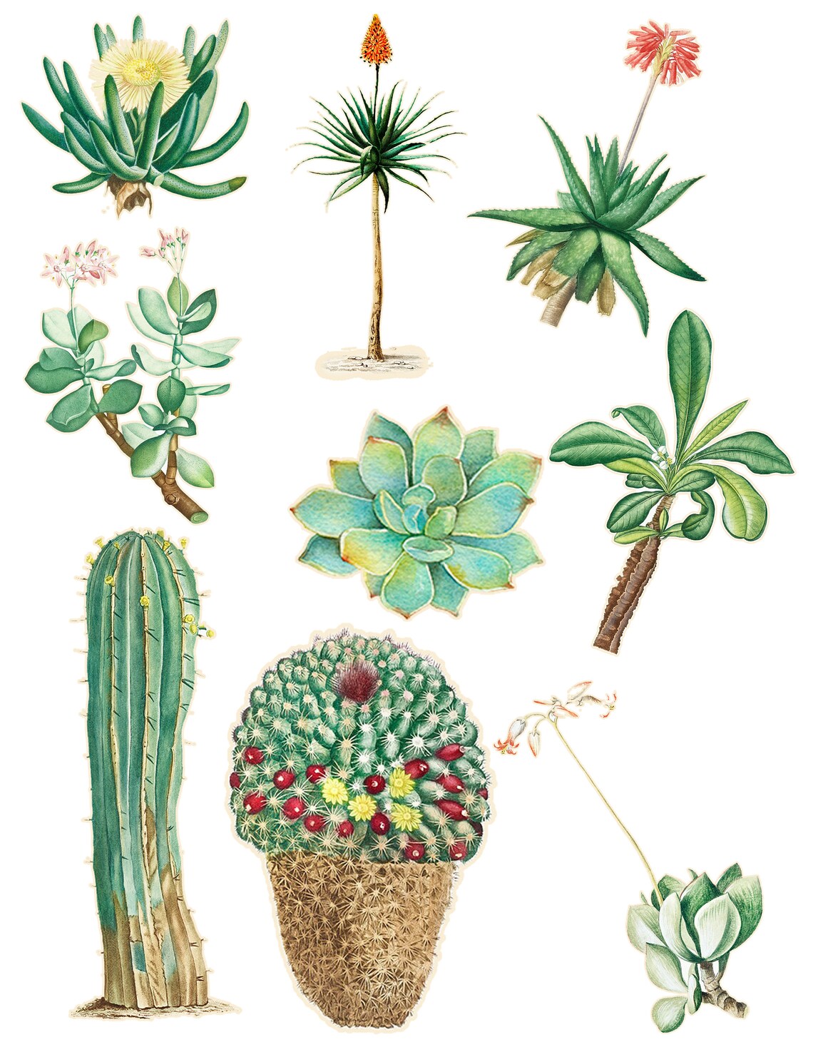23 Printable Succulent Images Digital Collage Sheets | Etsy