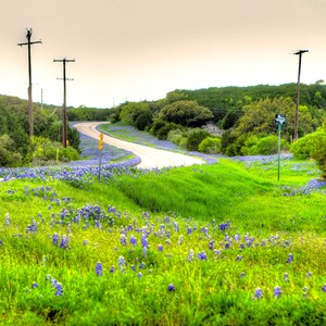 Photograph , print, Texas Bluebonnets #54