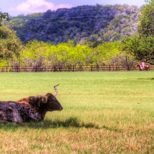 Photograph , print, Texas Ranch Longhorns Grazing #310