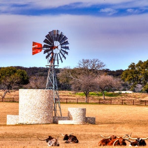 Photograph , print, Texas Ranch Longhorns Grazing #319