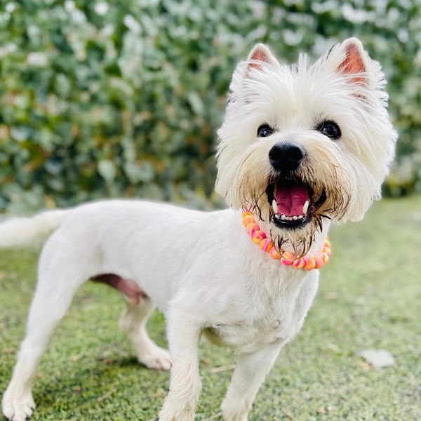 Mango Dog Collar Etsy