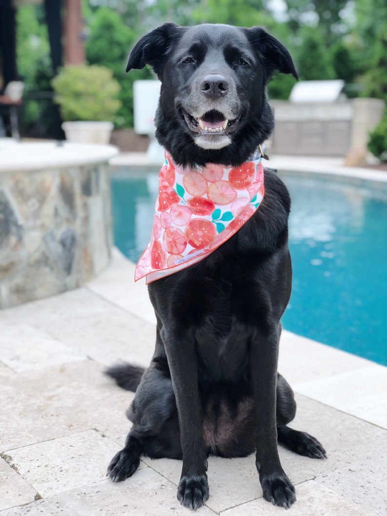 Pink Grapefruit Dog Bandana