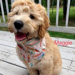 Puede incluir: Un perro de pelaje claro y rizado lleva un pa&ntilde;uelo triangular con un patr&oacute;n colorido de se&ntilde;uelos y anzuelos de pesca. El pa&ntilde;uelo tiene un fondo blanco con detalles en rojo, azul y amarillo. El nombre Maggie est&aacute; escrito en texto rojo.