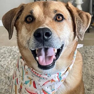 Puede incluir: Un perro de color canela con ojos marrones y nariz negra que lleva un pa&ntilde;uelo blanco con un patr&oacute;n colorido de se&ntilde;uelos y anzuelos de pesca. El perro tiene la boca abierta, mostrando la lengua, y mira directamente al frente con alegr&iacute;a.
