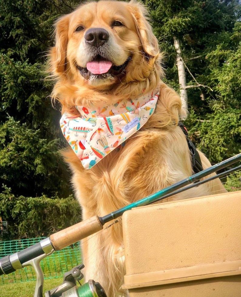 Puede incluir: Un golden retriever lleva un pa&ntilde;uelo triangular de color claro con un patr&oacute;n colorido de se&ntilde;uelos y anzuelos de pesca. El perro tiene pelaje largo de color marr&oacute;n claro, nariz negra y la boca abierta con la lengua visible. Una ca&ntilde;a est&aacute; en primer plano.