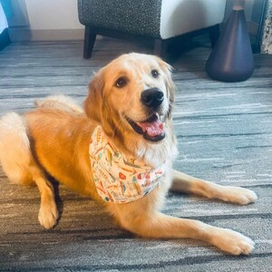 Puede incluir: Un perro golden retriever tumbado, que lleva un pa&ntilde;uelo triangular blanco con un estampado colorido de varios se&ntilde;uelos de pesca, anzuelos y flotadores. El perro tiene el pelaje dorado claro, la nariz negra y la boca abierta.