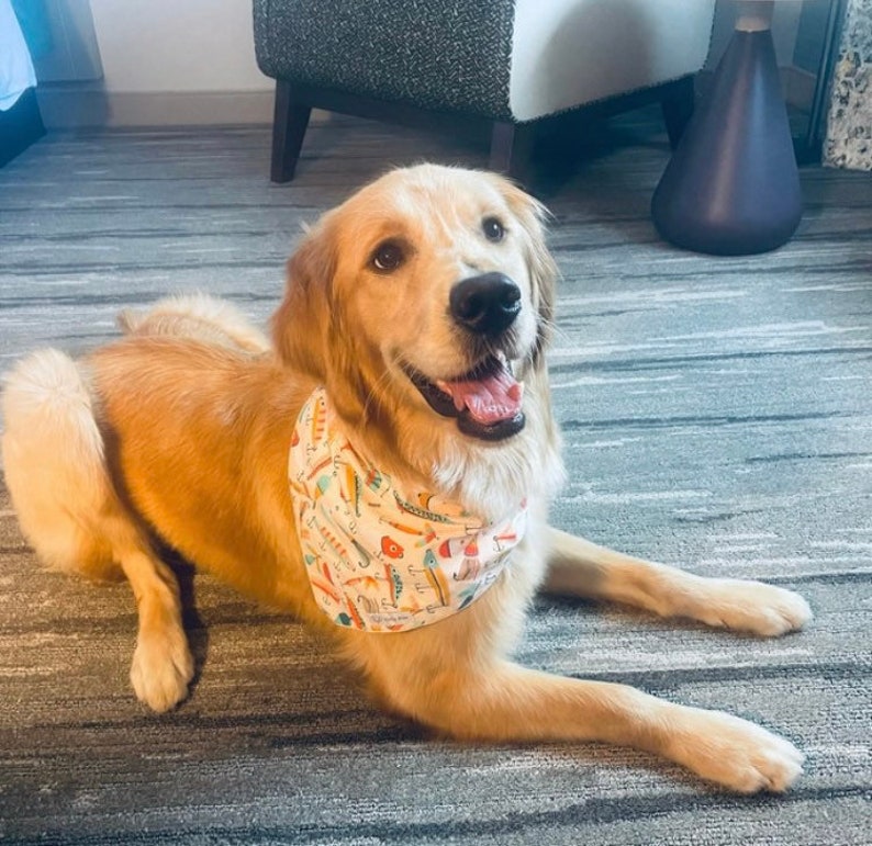Puede incluir: Un perro golden retriever tumbado, que lleva un pa&ntilde;uelo triangular blanco con un estampado colorido de varios se&ntilde;uelos de pesca, anzuelos y flotadores. El perro tiene el pelaje dorado claro, la nariz negra y la boca abierta.