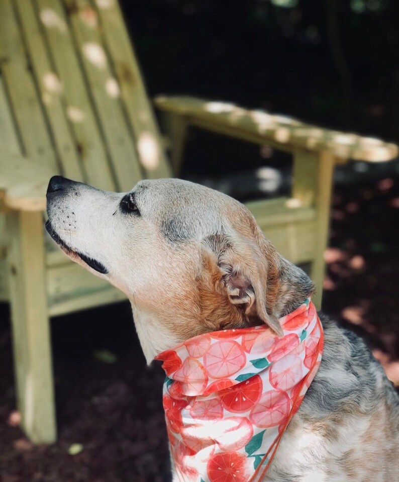 Pink Grapefruit Dog Bandana