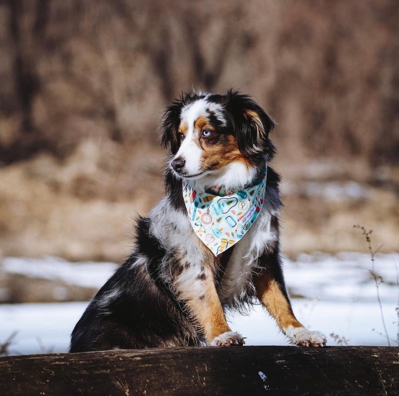 Camping Gear Dog Bandana