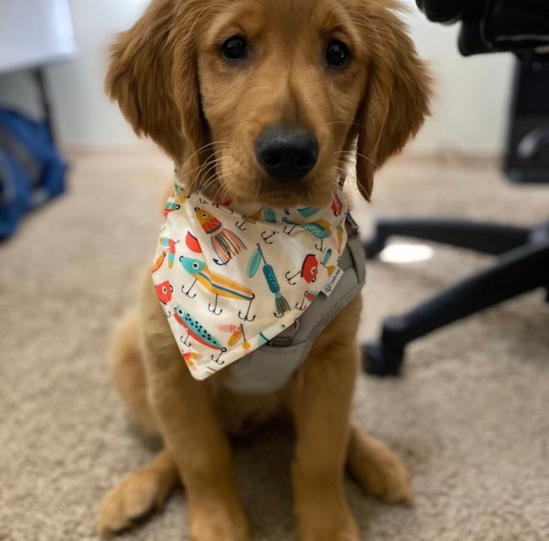 Puede incluir: Un cachorro de color dorado lleva un pa&ntilde;uelo triangular de color crema con un patr&oacute;n colorido de se&ntilde;uelos y anzuelos de pesca. El cachorro tambi&eacute;n lleva un arn&eacute;s gris claro alrededor del pecho y los hombros, con una peque&ntilde;a etiqueta blanca.