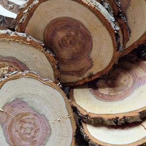 Op de afbeelding: Een stapel ronde houten schijven met natuurlijke schorsranden. Het hout heeft een lichtbruine kleur met donkerbruine ringen en een roodbruin centrum.