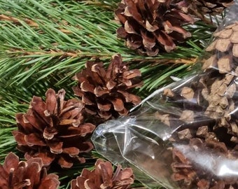 Set of 30 pine cones natural pine suitable for creating modeling wreaths Christmas garlands floral compositions wedding holidays crafts